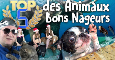 TOP 5 des Animaux Bons Nageurs