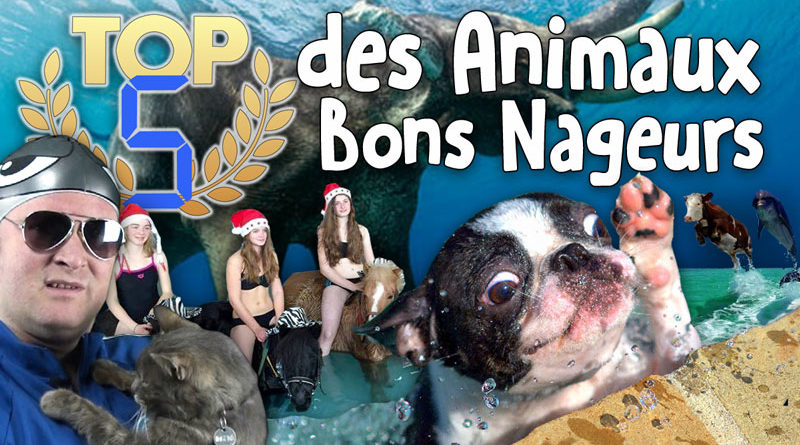 TOP 5 des Animaux Bons Nageurs