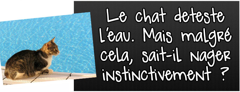 le-chat-deteste-l-eau-mais-malgre-cela-sait-il-nager-instinctivement